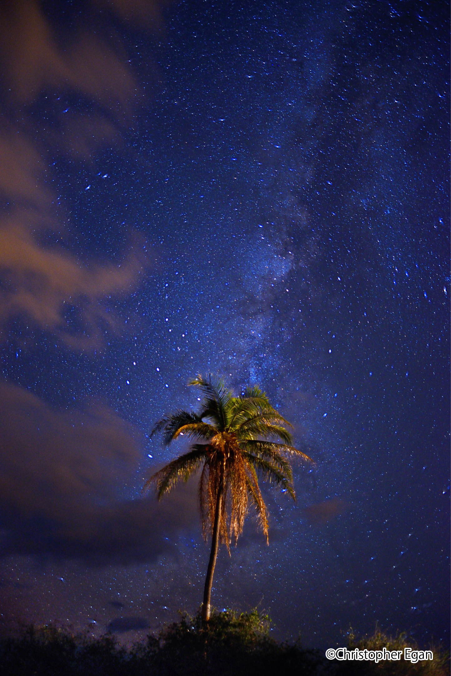 クリストファー・イーガン《GALACTIC PALM》